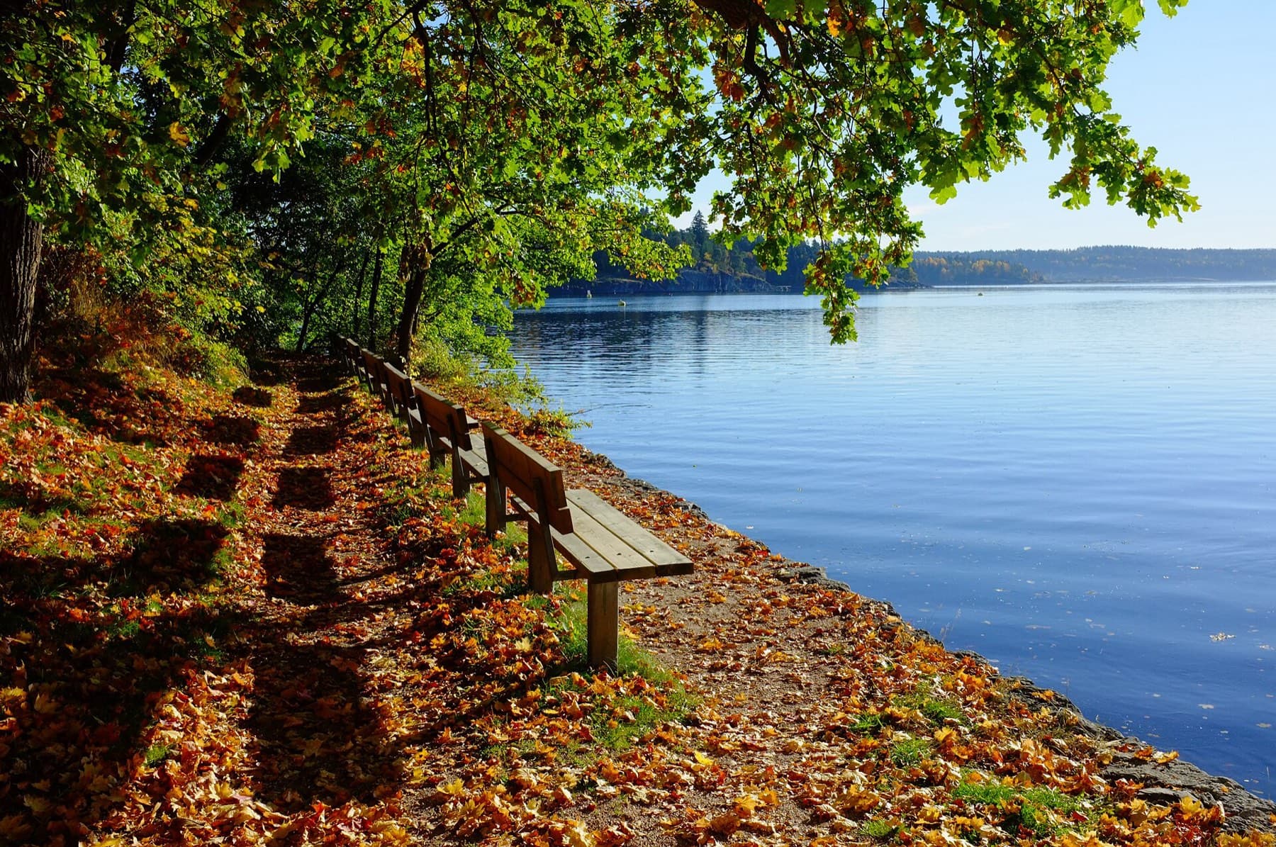 A bench under autumn trees beside a lake